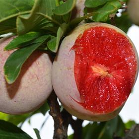 【新疆恐龙蛋】15头，约3斤，纯甜口，皮薄肉嫩，香味浓郁