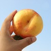 【黄金油蟠桃】4斤/箱，纯甜，精品大果 商品缩略图3
