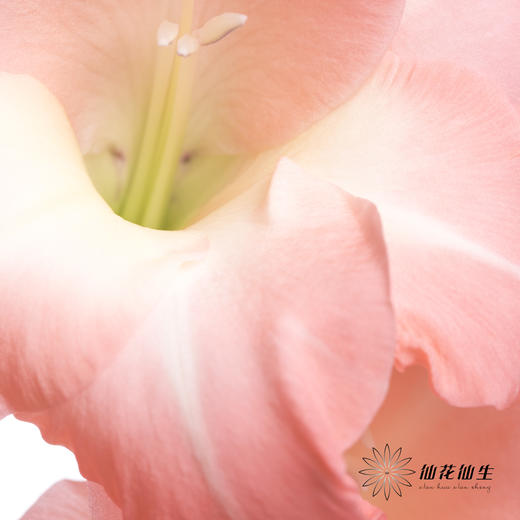 剑兰 | 剑兰粉色 商品图4