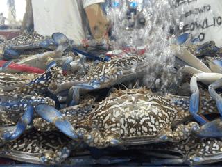 鲜活兰花蟹 /斤 商品图1