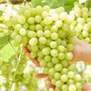 【新疆紫葡萄+无核白】4斤/框，双拼葡萄 商品缩略图2