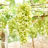 【新疆吐鲁番无核白葡萄】约4斤/箱，纯甜无籽 商品缩略图3