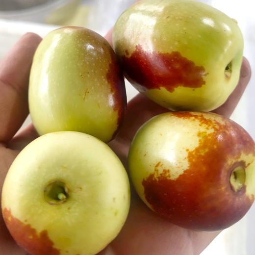 云南冬枣玉枣中穆网友果园直销