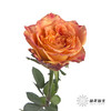 单头玫瑰 | 欢乐颂 商品缩略图2
