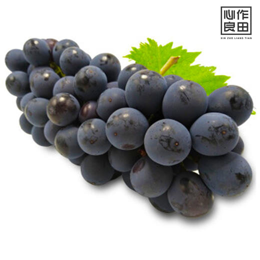 夏黑1斤装 商品图1