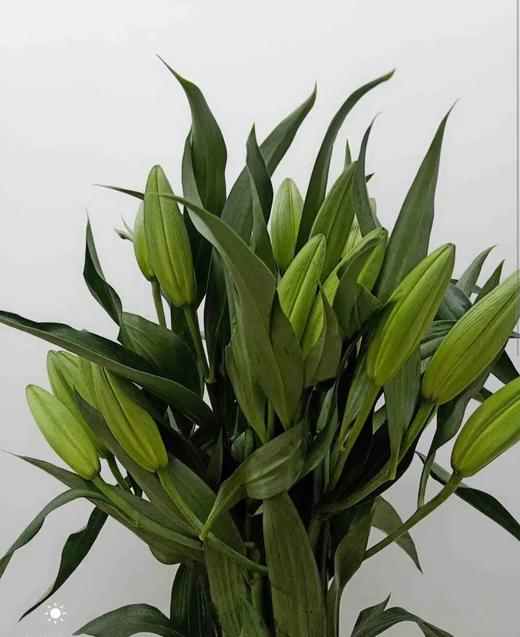 百合黄天霸折痕断头不售后