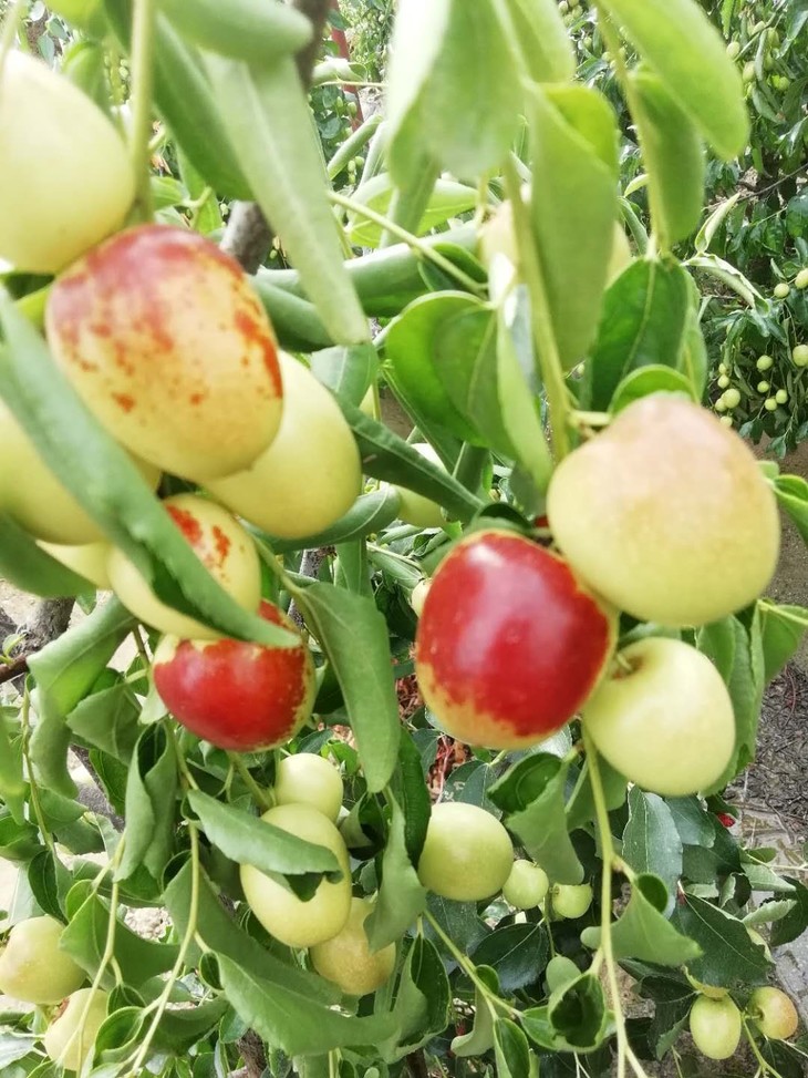 云南冬枣玉枣中穆网友果园直销