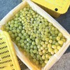 【新疆吐鲁番无核白葡萄】约4斤/箱，纯甜无籽 商品缩略图6