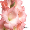 剑兰 | 剑兰粉色 商品缩略图1