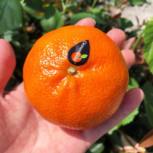 【好吃当季进口橘】南非进口柑橘约1斤 桔子 甜嫩多汁 新鲜当季水果