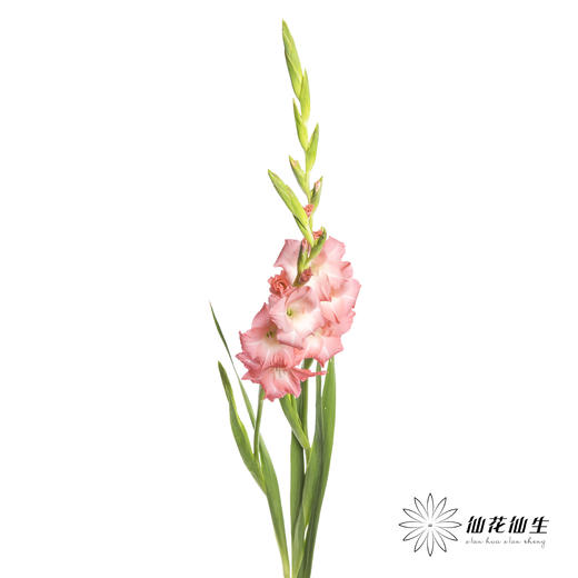 剑兰 | 剑兰粉色 商品图5