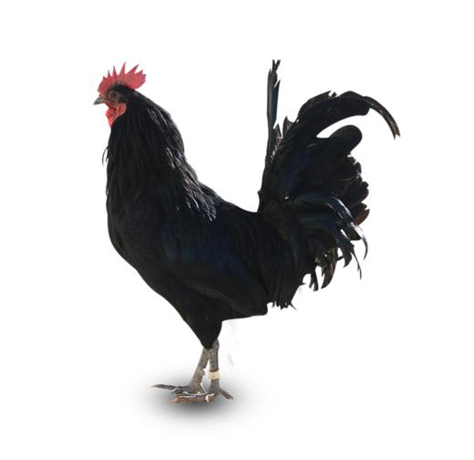 尼西鸡舌尖上的中国飞行距离最远的鸡