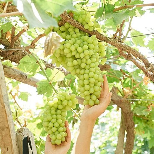 【新疆紫葡萄+无核白】4斤/框，双拼葡萄 商品图3