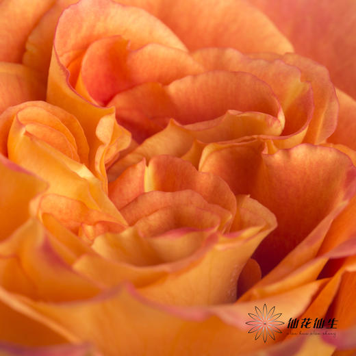 单头玫瑰 | 欢乐颂 商品图4