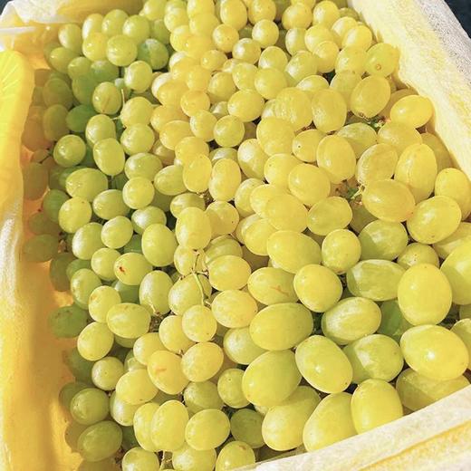 【新疆吐鲁番无核白葡萄】约4斤/箱，纯甜无籽 商品图5