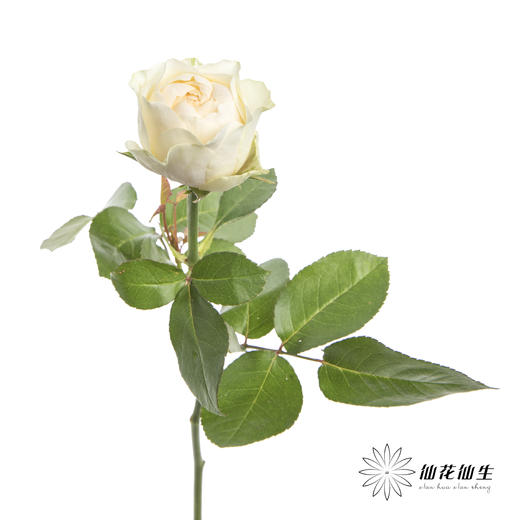 单头玫瑰 | 奶油杯 商品图7