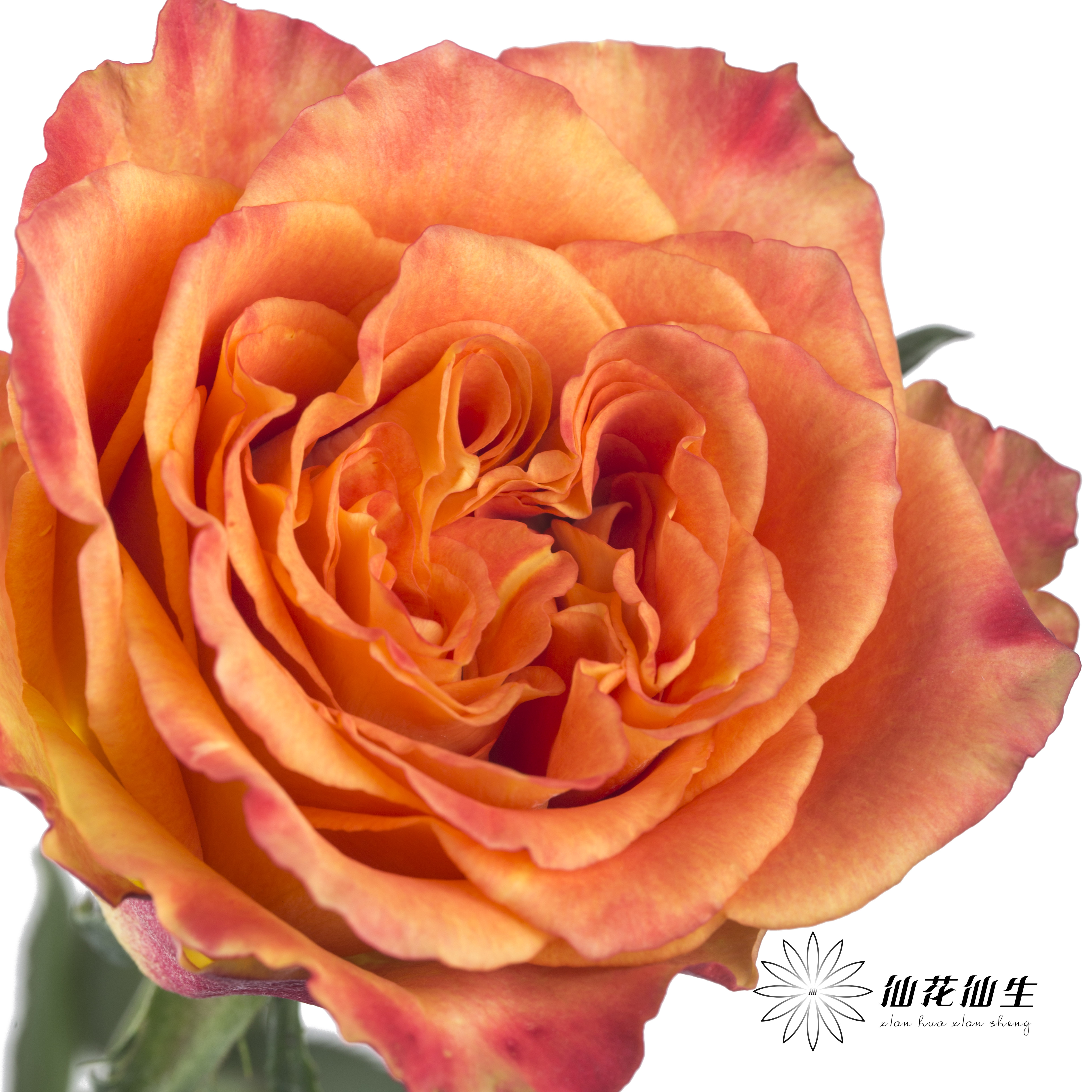 单头玫瑰 | 欢乐颂