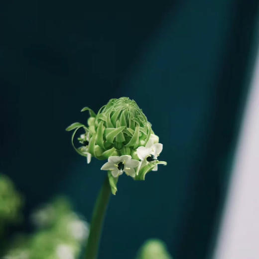 伯利恒之星【我想在你眼里种下星星，长出银河】简小姐精选 高端稀有花材 高贵优雅气质担当 伯利恒之星  2束包邮 72小时内发货 商品图2