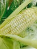 牛奶玉米，一口爆汁，甜脆的口感，让你爱不释手 商品缩略图0