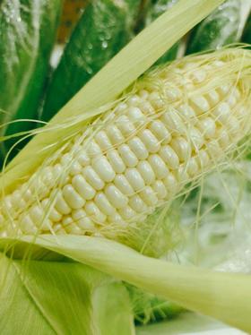 牛奶玉米，一口爆汁，甜脆的口感，让你爱不释手