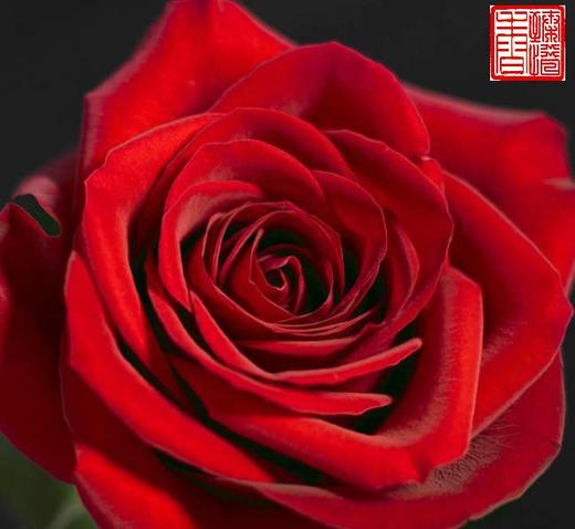 臻惜香线香 商品图0