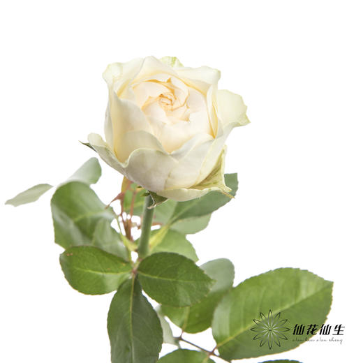 单头玫瑰 | 奶油杯 商品图6
