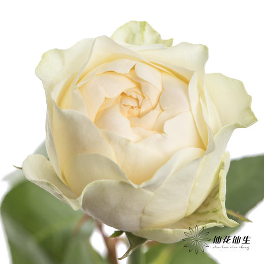 单头玫瑰 | 奶油杯 商品图3