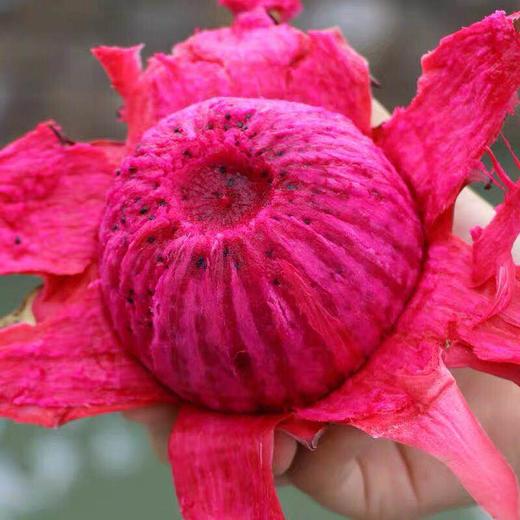 台湾蜜宝红心火龙果甜蜜花香 整箱8-10个 约10斤【仅发川渝 包邮】