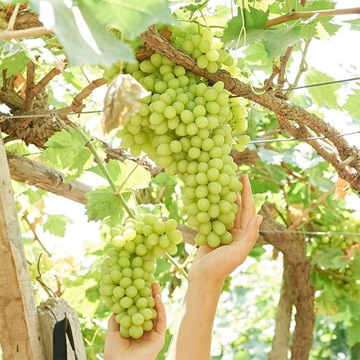 【新疆吐鲁番无核白葡萄】约4斤/箱，纯甜无籽 商品图4