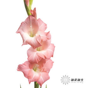 剑兰 | 剑兰粉色