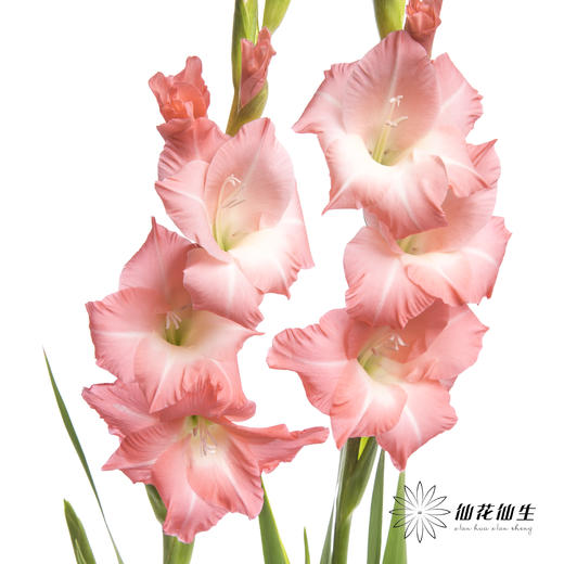 剑兰 | 剑兰粉色 商品图3