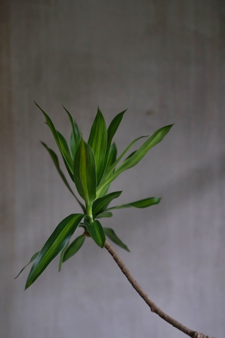 日本风格造型 ——细叶百合竹(一物一拍)