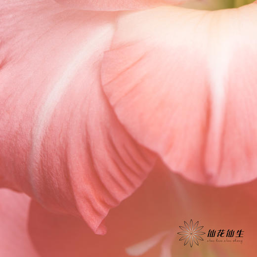 剑兰 | 剑兰粉色 商品图2