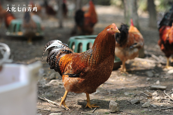 大化七百弄鸡正宗农家山林散养200天阉鸡土鸡冰鲜鸡学校公司食堂可