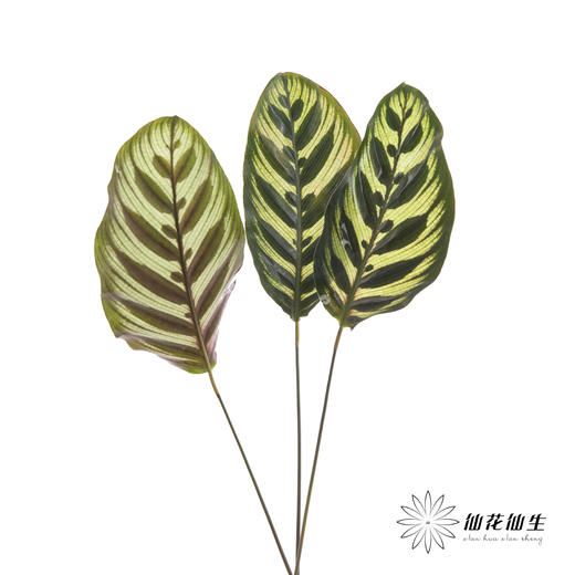 叶材 | 孔雀竹芋 商品图4