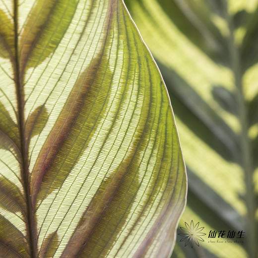 叶材 | 孔雀竹芋 商品图3