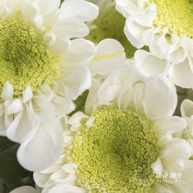 小菊 | 瑞多斯特白色