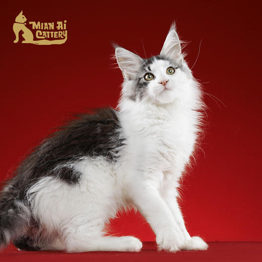 caac缅爱猫舍缅因库恩猫纯种猫宠物猫咪活体缅因猫幼猫活体定金价格