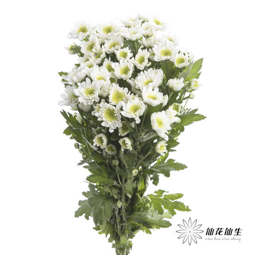 小菊 | 瑞多斯特白色 商品图3
