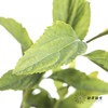 叶材 | 小手球叶 商品缩略图0