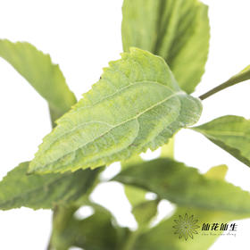 叶材 | 小手球叶