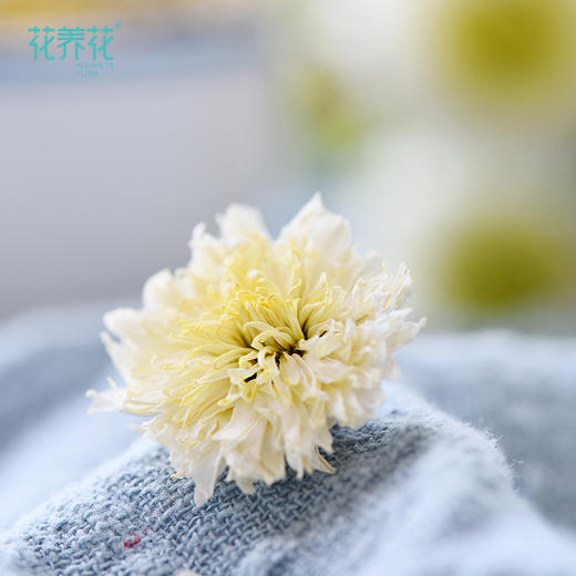 黄山贡菊40g/盒 商品图2