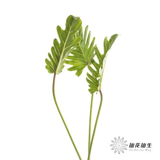 叶材 | 小天使 商品图1