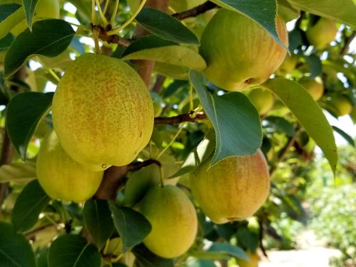 有机种植伏梨礼盒装装1518枚48斤有机种植水果中国有机认证原生态种植