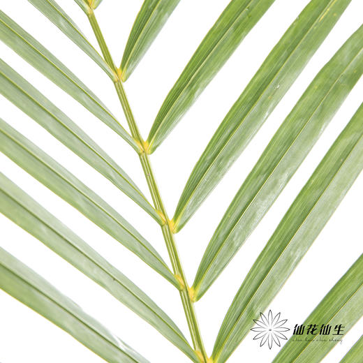 叶材 | 散尾葵 商品图1