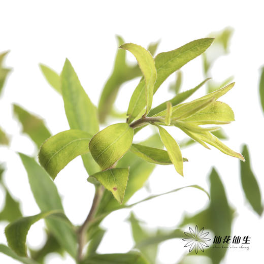 叶材 | 雪柳叶 商品图1