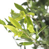 叶材 | 雪柳叶 商品缩略图0