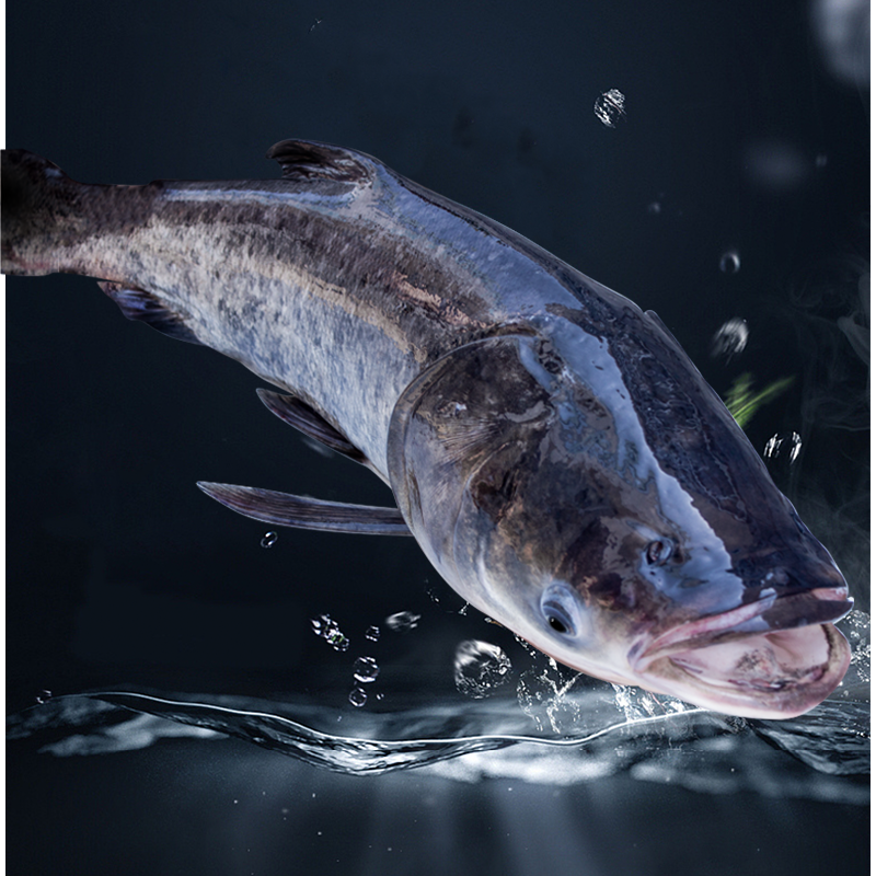 千岛湖 活鱼到家/鱼圆  现捕现发