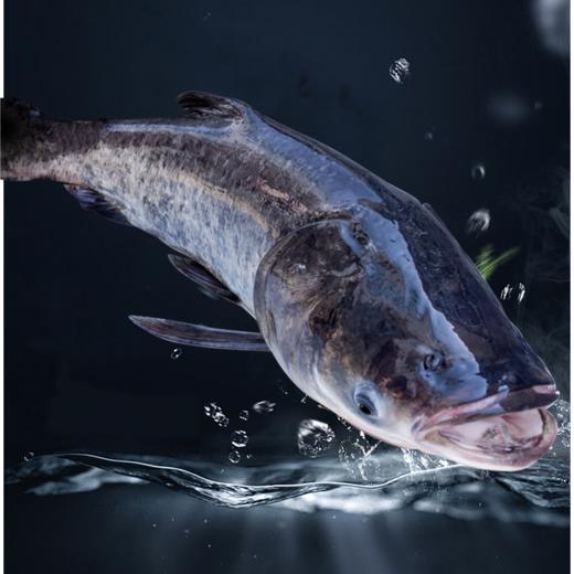 千岛湖 活鱼到家/鱼圆  现捕现发 商品图0