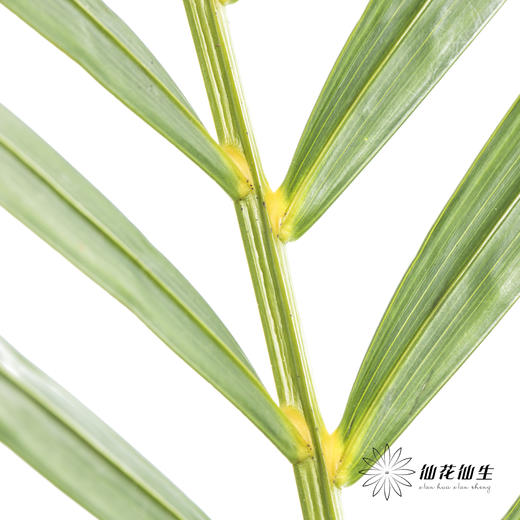 叶材 | 散尾葵 商品图3